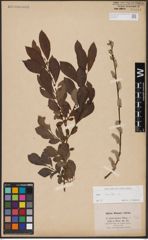 Foto von Salix aurita L.